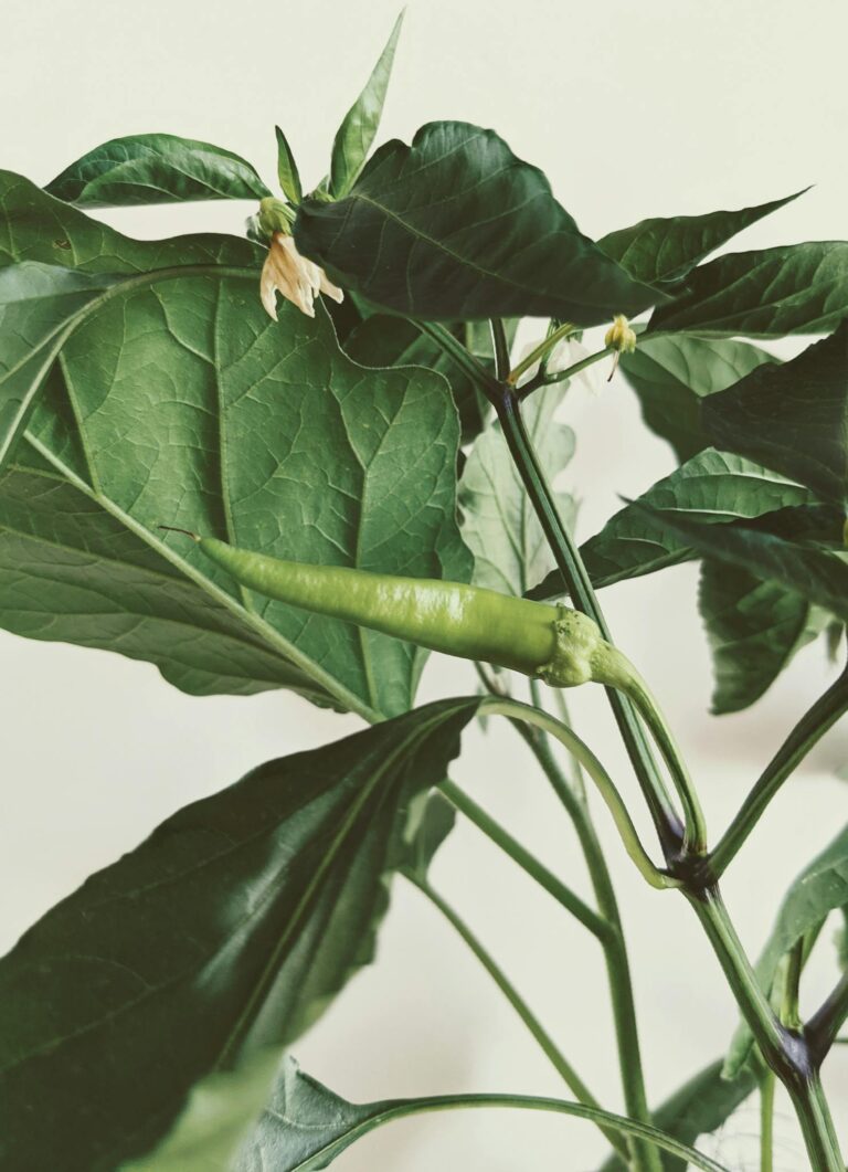 Vibrant green chili pepper growing on a plant, showcasing detailed leaves and new blossoms.