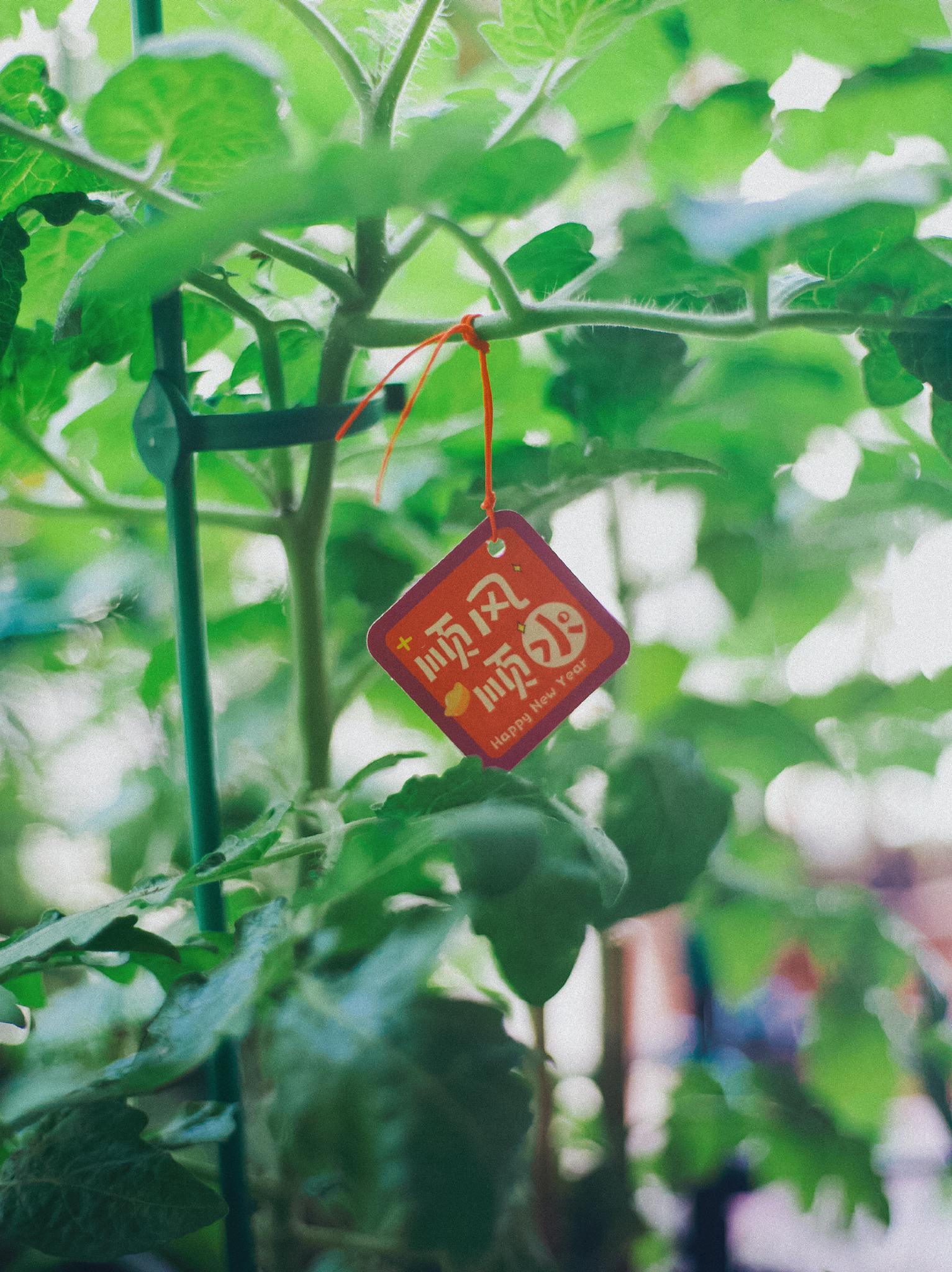 Vibrant green tomato plant with red tag in sunlight, garden setting.